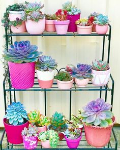 there are many potted plants on the shelf and one is pink, purple, green