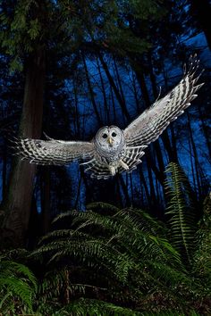 an owl is flying in the air above some trees and ferns at night time with its wings spread out