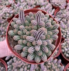 small green and purple plants in red pots