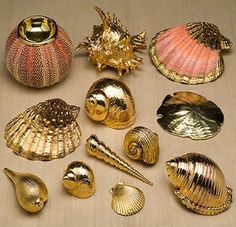 there are many different shells on the table