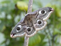 two large moths sitting on top of a tree branch next to green leaves and branches