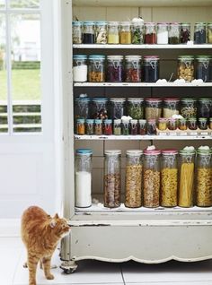 an orange cat standing in front of a shelf filled with jars and cereals on it's sides