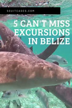 a group of sharks swimming in the ocean with text overlay that reads, 5 can't miss excursions in belize