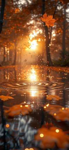 the sun shines brightly through leaves as it reflects in water on a rainy day