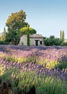 lavender fields in front of an old stone house with trees on the other side and bushes growing all around