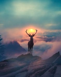 a deer standing on top of a snow covered hill with the sun in the background