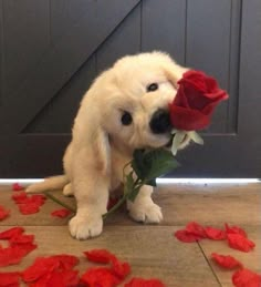 Rose to you By Adorable Puppy A Puppy, Red Rose, Red