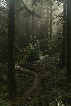 a path in the middle of a forest surrounded by tall trees