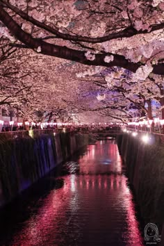 cherry blossoms are blooming on the trees and water in front of a river at night