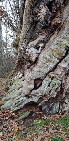 an old tree that has been carved into it