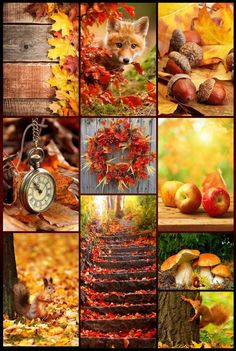 a collage of photos with autumn scenes