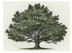 a drawing of a large tree with green leaves on it's trunk and branches