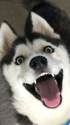 a close up of a husky dog with its mouth open and tongue hanging out to the side