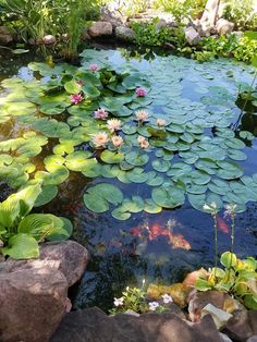 a pond filled with lots of water lilies