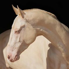 a white horse is standing in the sun