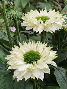 three white flowers with green centers in a garden