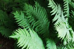 green leaves are growing in the forest