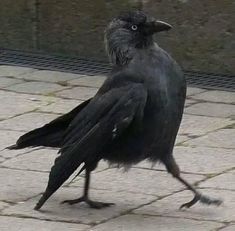 Black Bird, A Black, Walking, Wall, Black