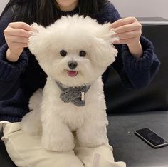 a white dog sitting on top of a table next to a woman wearing a blue sweater