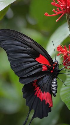 a black and red butterfly sitting on top of a flower