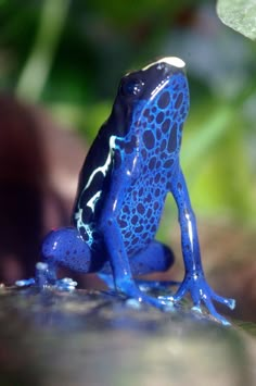 a blue and black frog sitting on top of a rock