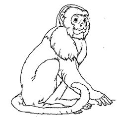 a monkey sitting on the ground with its legs crossed and one foot in the air