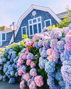 many different colored flowers in front of a blue house