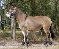 a brown horse standing next to a forest filled with trees on a dirt ground covered in grass