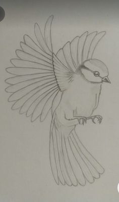 a drawing of a bird with its wings spread