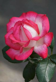 a pink and white rose with green leaves