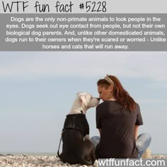 Dogs facts - WTF fun facts 3 Dogs, Random Facts, Bedroom Door, Dog Runs, Dog Parents, Eye Contact, The More You Know