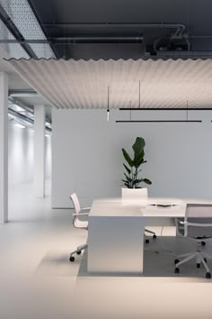 an office with white chairs and a large plant in the middle of the room,