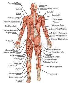 the muscles and their major skeletal systems are labeled in this diagram, with labels on each side