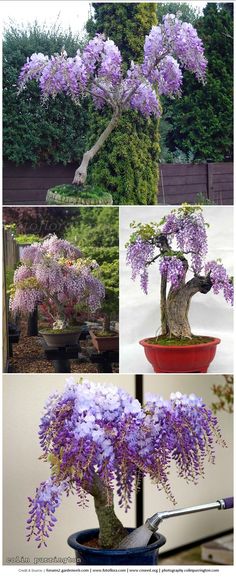 purple flowers are growing on the branches of trees in different stages of blooming,