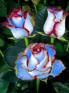 three blue and red roses with green leaves