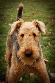 a shaggy haired dog standing on top of a lush green grass covered field with leaves