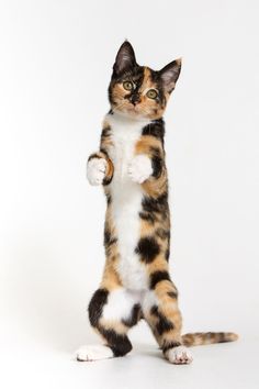 a cat is standing on its hind legs