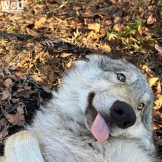 a close up of a dog laying on the ground with its tongue out and it's tongue hanging out