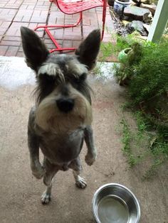 a dog standing on its hind legs next to a metal bowl with water in it