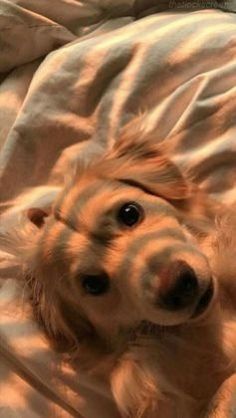 a dog laying on top of a bed under a blanket