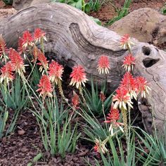 red and white flowers growing out of the ground in front of a log with large rocks