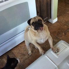 a pug dog standing next to a black and white cat on the kitchen floor