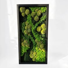 an arrangement of broccoli and other green plants in a black frame on a white background