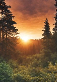 the sun is shining through the clouds in the forest with tall trees on either side