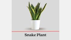 snake plant in a white pot with the words snake plant