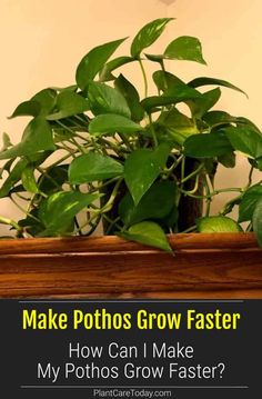 a potted plant with the words make photos grow faster how can i make my photos grow faster?