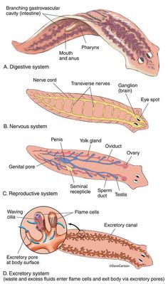 an image of different types of animals and their functions in the body, including stomachs,