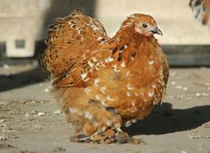 a brown chicken standing on top of a cement ground