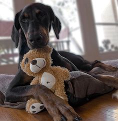 a dog laying on the floor with a teddy bear