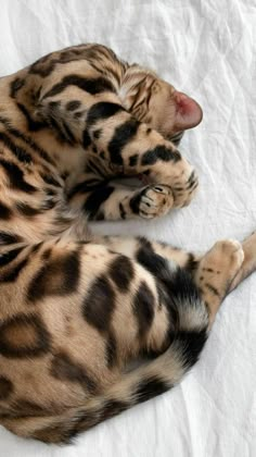 a cat laying on top of a white sheet